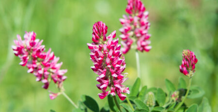 fiori-di-sulla