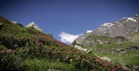 gran-paradiso-miele-alpino